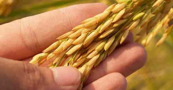 小麦秸秆餐具安全吗