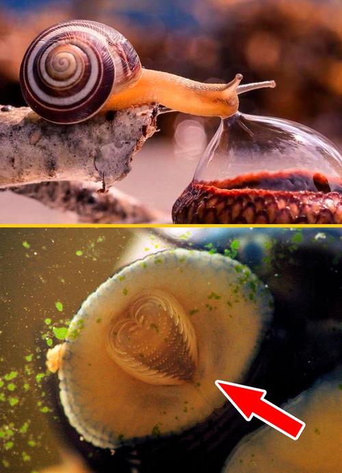 蜗牛有牙齿吗的相关图片