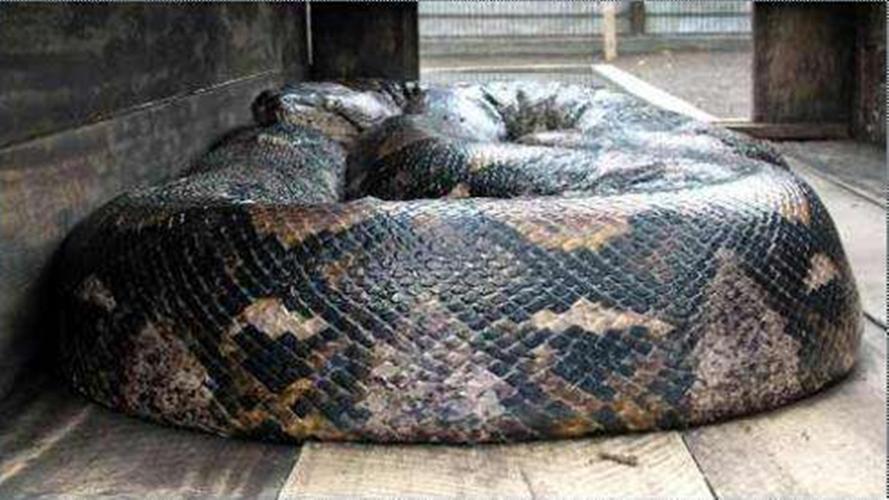 世界第一巨蛇